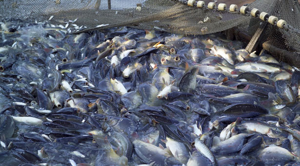 Κίνδυνος για τα ψάρια στην Κορώνη