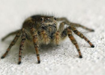 Απίστευτο: Δείτε τι βγαίνει μέσα από νεκρή αράχνη