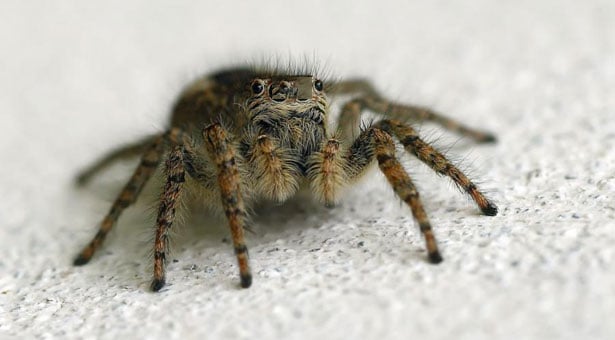 Απίστευτο: Δείτε τι βγαίνει μέσα από νεκρή αράχνη