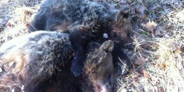 Σοκ: Κυνηγοί εκτέλεσαν εν ψυχρώ αρκούδα και το μωρό της στον Γράμμο