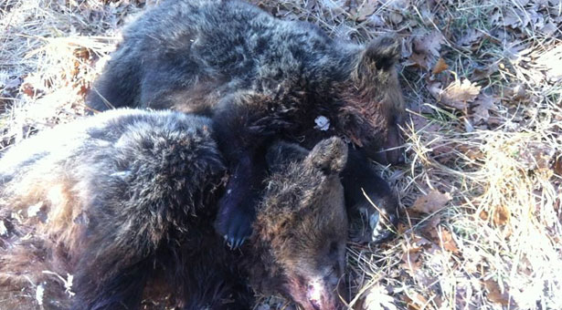 Σοκ: Κυνηγοί εκτέλεσαν εν ψυχρώ αρκούδα και το μωρό της στον Γράμμο