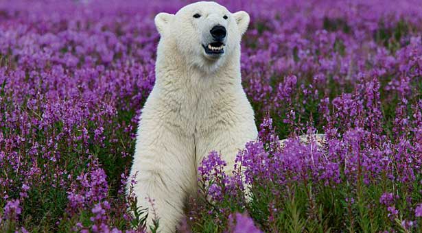 Μια πολική αρκούδα στους ανθισμένους αγρούς