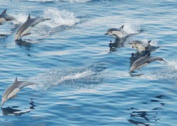 Εκπληκτικό βίντεο: Κοπάδι από 100.000 δελφίνια