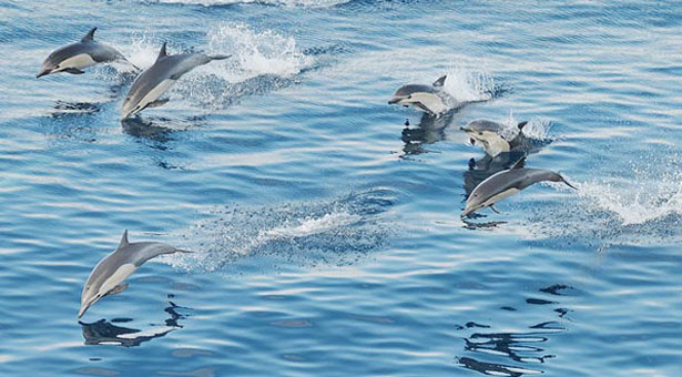 Εκπληκτικό βίντεο: Κοπάδι από 100.000 δελφίνια