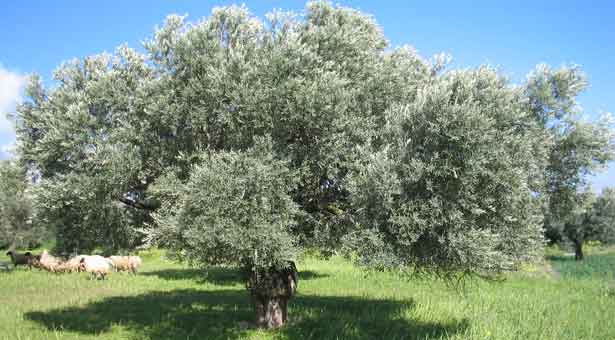 Κρήτη: Θα μαζέψουν τους καρπούς της αρχαιότερης ελιάς