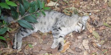 Φρίκη: Βασανίζει και αποκεφαλίζει γάτες
