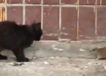 Απίστευτο βίντεο: Ποντίκι κυνηγάει γάτες στη Ρωσία!