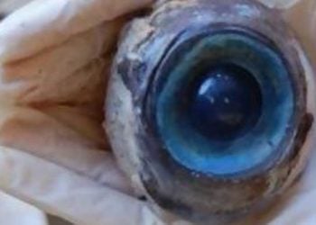 Μυστηριώδες γιγάντιο μάτι ξεβράστηκε σε παραλία της Φλόριντα