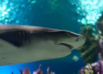 Στα αντισώματα των καρχαριών το όπλο για τον καρκίνο του μαστού