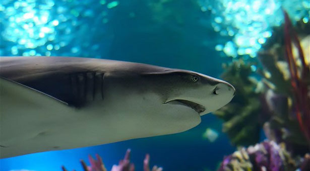 Στα αντισώματα των καρχαριών το όπλο για τον καρκίνο του μαστού