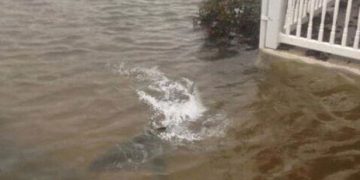 Απίστευτο: Καρχαρίες κόβουν...βόλτες στο Νιού Τζέρσι