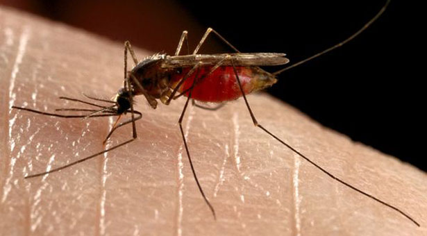 Τέσσερις μύθοι για τα κουνούπια