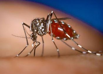 Πώς να προστατευθείτε από τα κουνούπια. Γιατί δεν έγιναν ψεκασμοί;