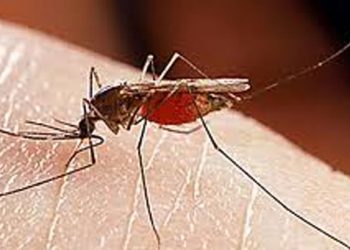 Κουνούπια κατά του δάγκειου πυρετού