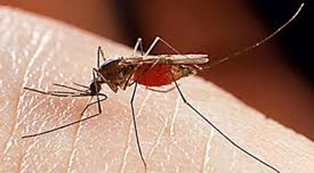 Κουνούπια κατά του δάγκειου πυρετού