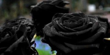 Το χωριό της Τουρκίας όπου φυτρώνουν τα περίφημα σπάνια μαύρα τριαντάφυλλα