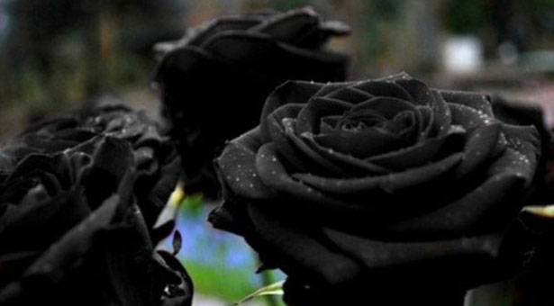 Το χωριό της Τουρκίας όπου φυτρώνουν τα περίφημα σπάνια μαύρα τριαντάφυλλα