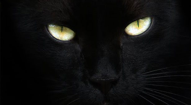 Μαύρες γάτες: Γιατί προκαλούν φόβο;