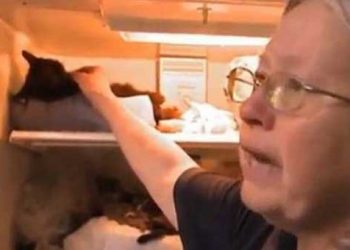 100 νεκρές γάτες σε ψυγείο. Δείτε το βίντεο