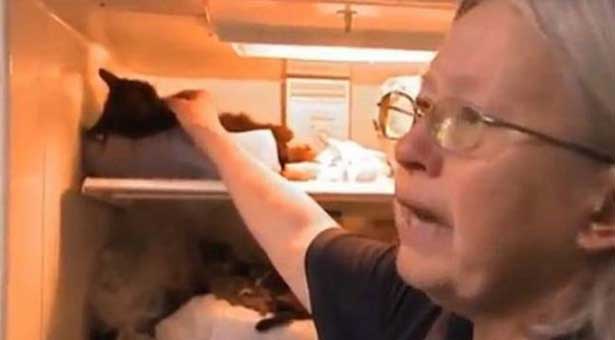 100 νεκρές γάτες σε ψυγείο. Δείτε το βίντεο