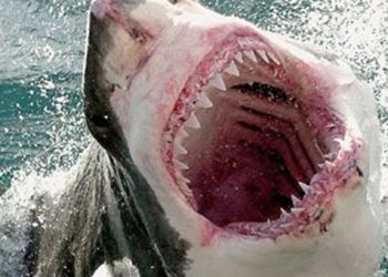 Η ζήτηση για συμπληρώματα ωμέγα – 3 αφανίζει τους καρχαρίες