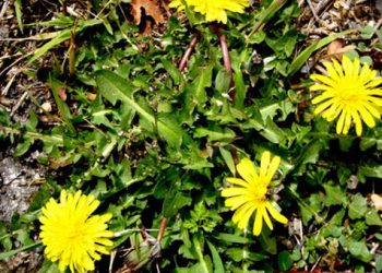Ταραξάκο, το θεραπευτικό! Ένα θαυματουργό Ελληνικό φυτό