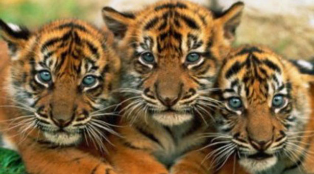 Ταϋλανδός είχε 6 τίγρεις για κατοικίδια