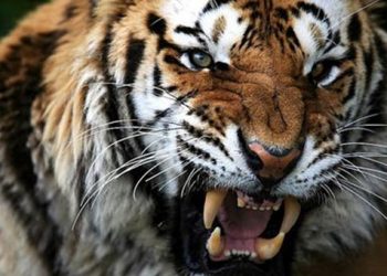 Βρετανία: Τίγρης κατασπάραξε νεαρή γυναίκα