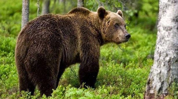 Γιάννενα: Ελεύθερη και υγιής νεαρή αρκούδα 150 κιλών
