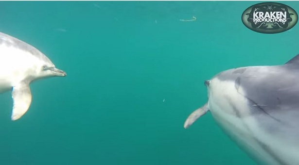 Όταν τα δελφίνια κάνουν υποβρύχιο σερφ - Δείτε ένα μοναδικό βίντεο!