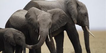 Ελέφαντες στην Ελλάδα, η ιστορία του παχύδερμου που απειλείται
