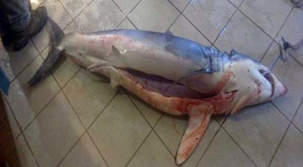 Κροκόδειλος στην Κρήτη; Καρχαρίας 60 κιλών στην Κομοτηνή!