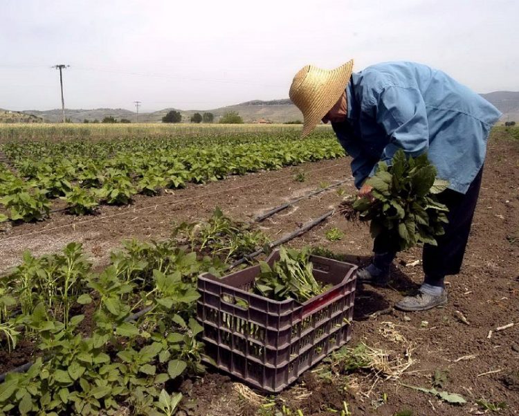 Βασική Ενίσχυση: Πιστώνεται το 70% σε 540.000 αγρότες