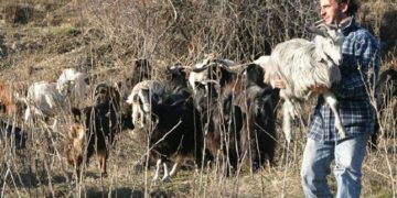 Οι κτηνοτρόφοι διαμαρτυρόμενοι αύριο στην Αθήνα