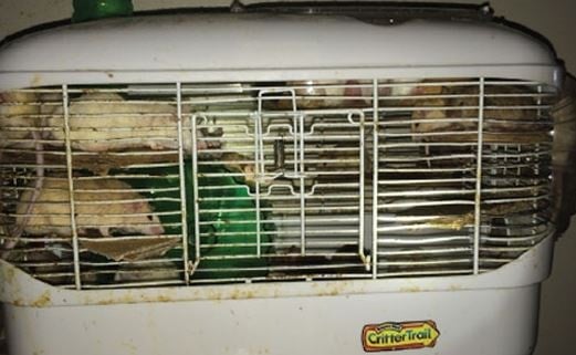 Φρίκη: Πάνω από χίλια ποντίκια σε σπίτι-τρώγλη