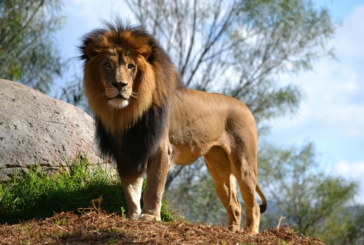 Λιοντάρι πατάει στο έδαφος μετά από 13 χρόνια σε κλουβί (βίντεο)
