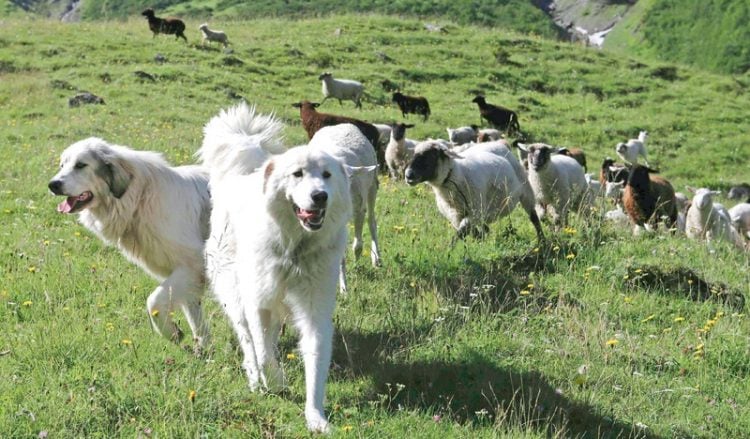 Άγνωστοι δηλητηρίασαν 26 ποιμενικούς σκύλους στην Ελασσόνα