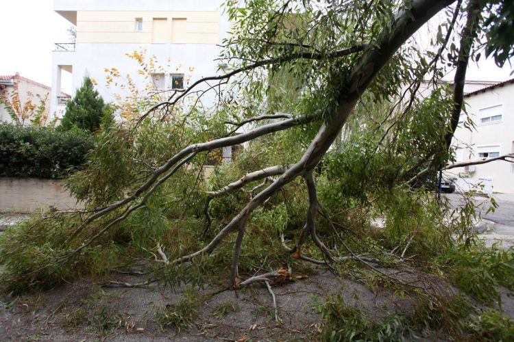 Σφοδροί άνεμοι «σήκωσαν» δέντρα και ταμπέλες στην Αττική