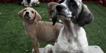 Δήμαρχος επικήρυξε με 1.000 ευρώ όσους δηλητηριάζουν σκυλιά στην πόλη του