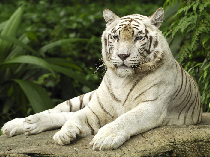 Τίγρη που απέδρασε από τον ζωολογικό κήπο της Τιφλίδας σκότωσε έναν άνδρα (βίντεο)