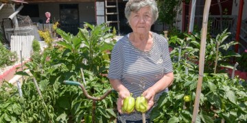 77χρονη φυτεύει λαχανικά και τα δίνει στο Κοινωνικό Παντοπωλείο
