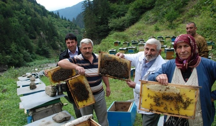 Το πιο ακριβό, και σπάνιο, μέλι του κόσμου βγαίνει στον Πόντο