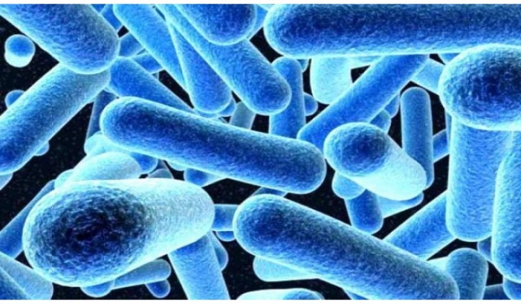 Χιλιάδες μικρόβια φιλοξενούνται στη σκόνη του σπιτιού μας