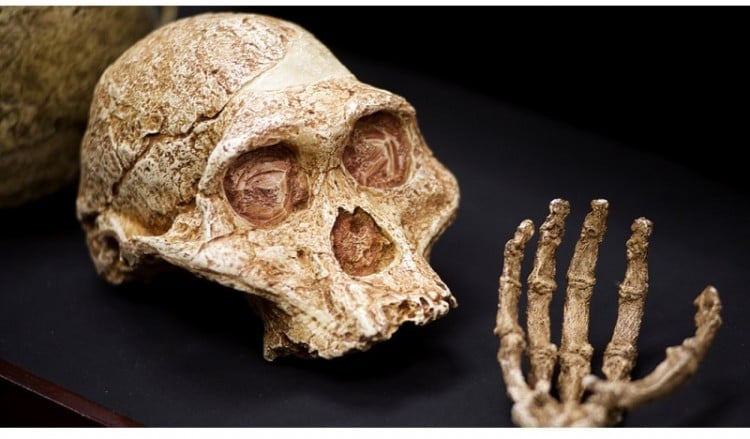 Homo naledi – Ανακαλύφθηκε νέος συγγενής του ανθρώπου (φωτο)