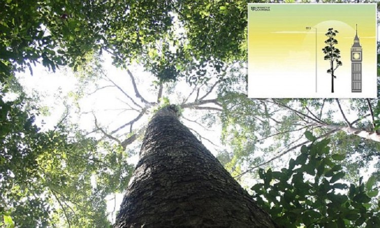 Πού βρίσκεται το δέντρο-γίγας που φτάνει τα 90 μέτρα ύψος