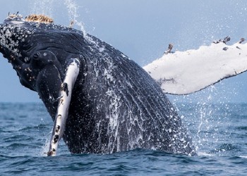 Όρκες κυνηγούν και σκοτώνουν μία νεαρή γκρίζα φάλαινα (βίντεο)