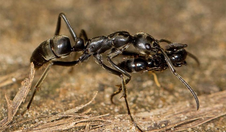 Έρευνα: Τα μυρμήγκια μεταφέρουν τους «τραυματίες» πίσω στη βάση τους