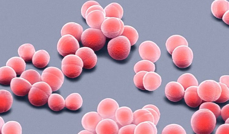 Ανακαλύφθηκε στο δέρμα βακτήριο που προστατεύει από καρκίνο