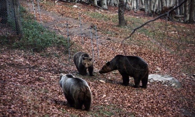 Αρκτούρος: Ξύπνησαν οι αρκούδες από τη χειμερία νάρκη