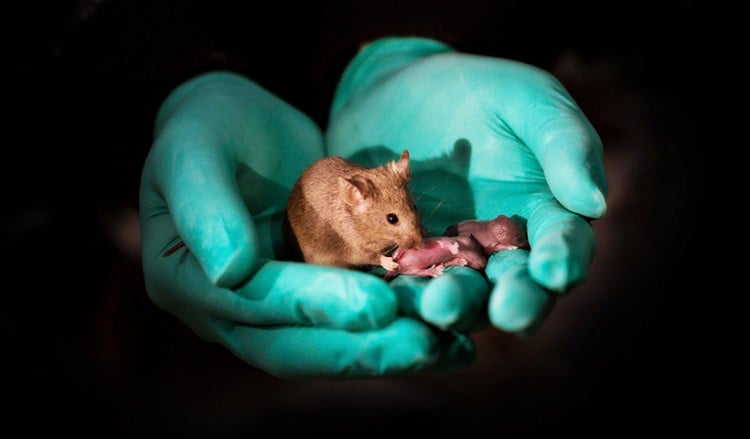 Απίστευτο: Δημιουργήθηκαν υγιή ποντίκια από γονείς ίδιου φύλου